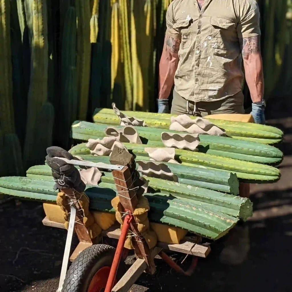 Billy, owner of Cactus Culture, pushing a cart load of large San Pedro Cactus cuttings.