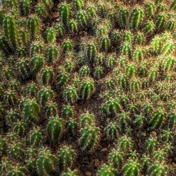 A close up photo of hundreds of San Pedro seedlings