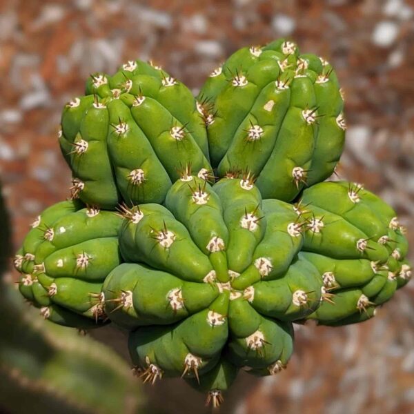 San Pedro Cactus (Echinopsis pachanoi) Seeds - Image 5