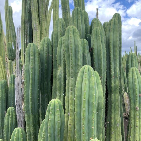 A dense thicket of San Pedro (Echinopsis pachanoi) cacti