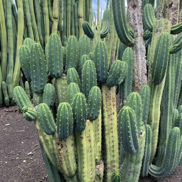 A dense cluster of new pups / branches on a mature San Pedro cactus stand