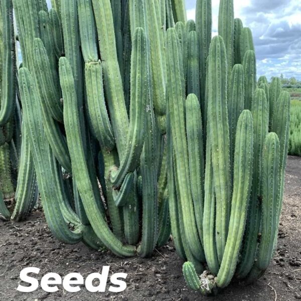 San Pedro Cactus (Echinopsis pachanoi) Seeds