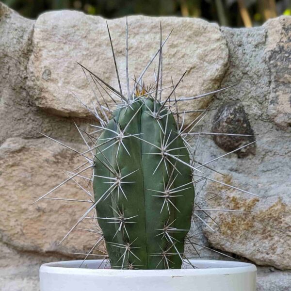 Stetsonia coryne (Toothpick Cactus)