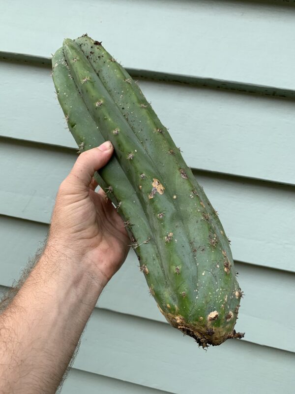 A person holding a B-grade San Pedro cactus cutting