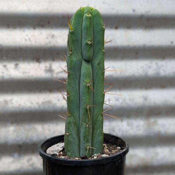 A Trichocereus bridgesii "Eileen" cactus in a black pot