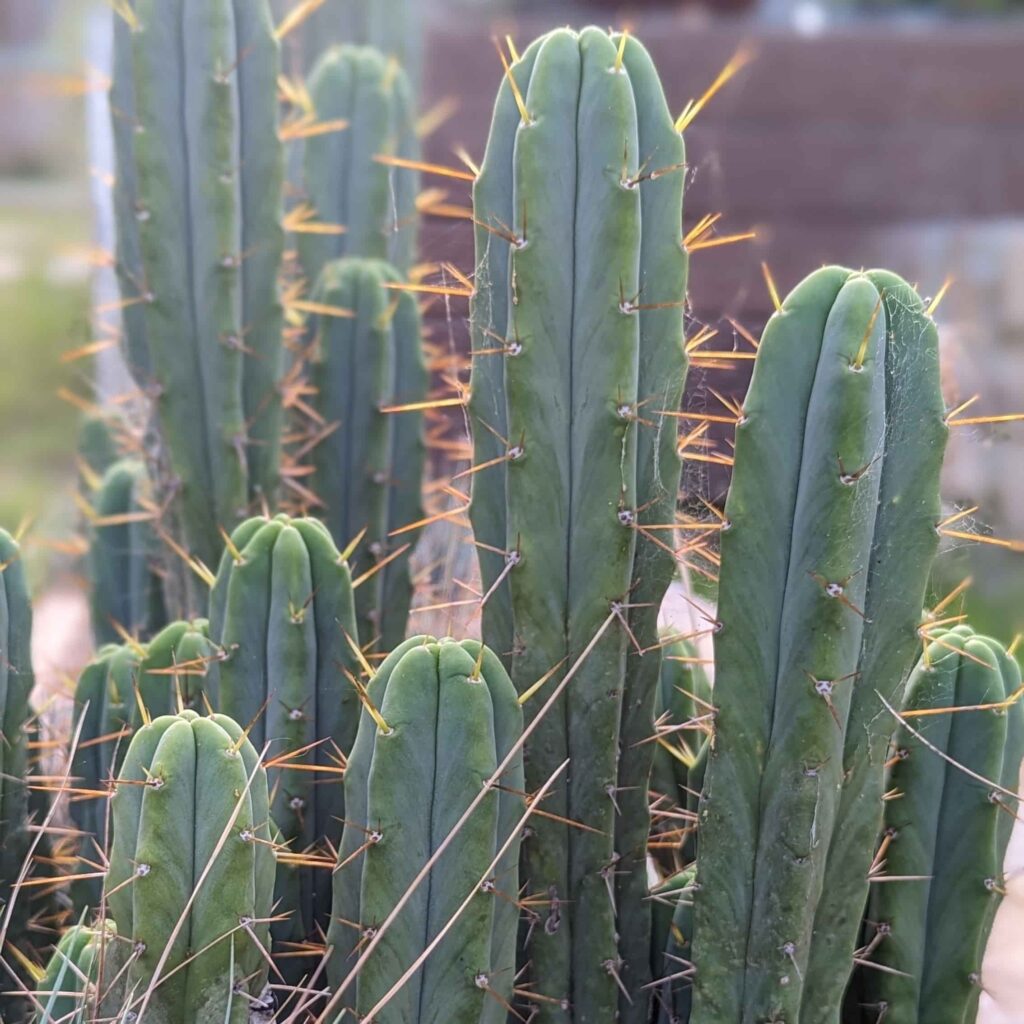 A clump of Trichocereus bridgesii "Eileen" cactus