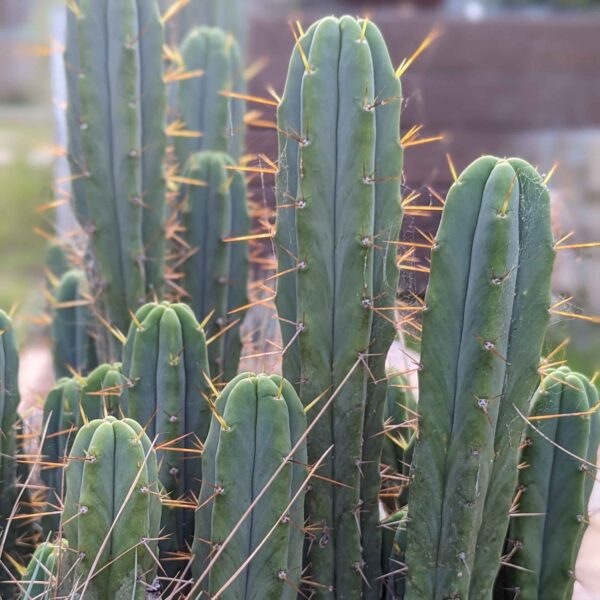 A clump of Trichocereus bridgesii "Eileen" cactus