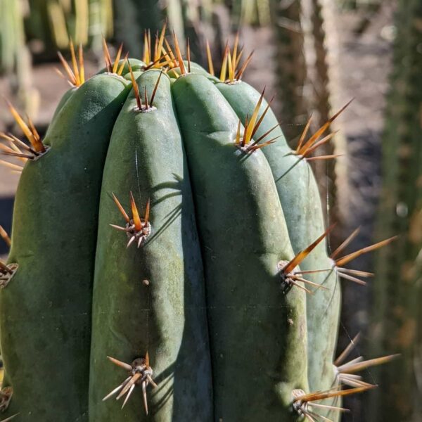 A close up photo of a Trichocereus peruvianus x Cuzcoensis hybrid cactus