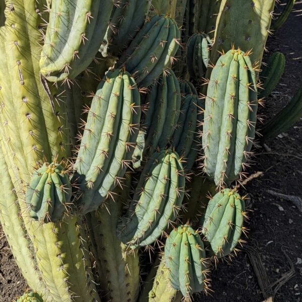 A close up photo of a mature Trichocereus peruvianus x Cuzcoensis hybrid cactus