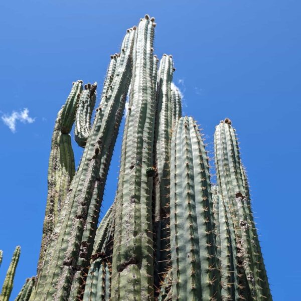 A mature stand of Trichocereus peruvianus x Cuzcoensis hybrid cactus