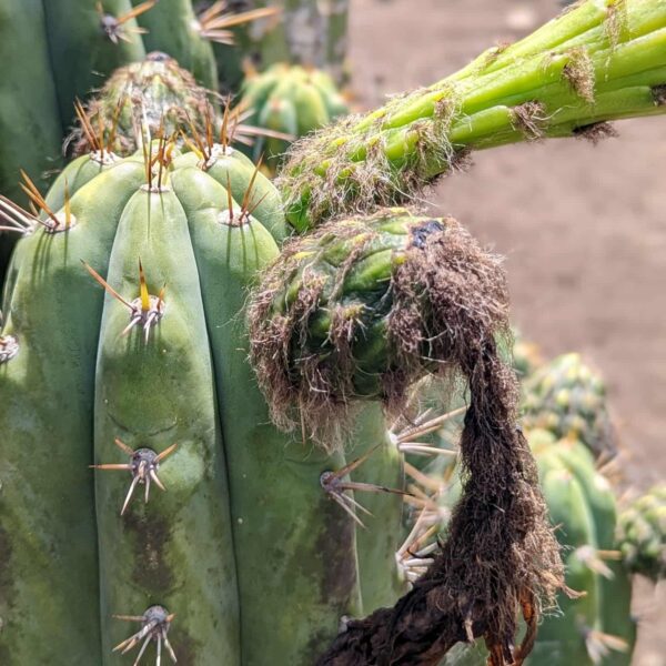 A close up photo of a Trichocereus peruvianus x Cuzcoensis hybrid cactus fruit, with a flower stem behind.