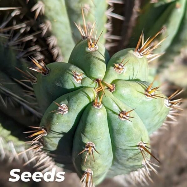 A close up photo of a mature Trichocereus peruvianus x Cuzcoensis hybrid - top view