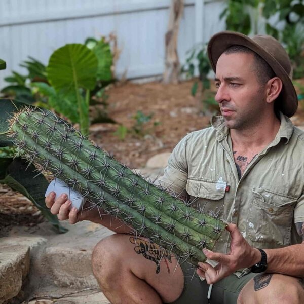 A man holding a large cutting of Trichocereus taquimbalensis cactus - side view