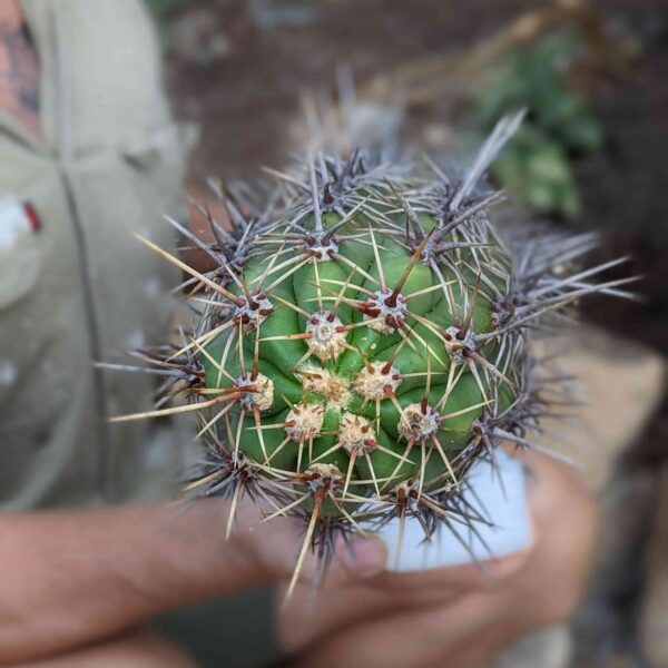 A man holding a large cutting of Trichocereus taquimbalensis cactus - top view