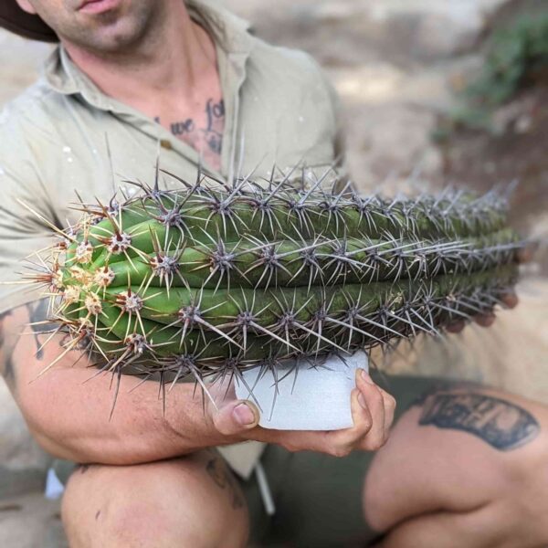 A man holding a large cutting of Trichocereus taquimbalensis cactus