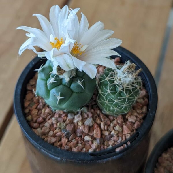 2 Turbinicarpus lophophoroides, one bearing 2 large white flowers