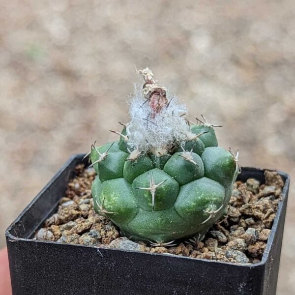 A mature Turbinicarpus lophophoroides cactus