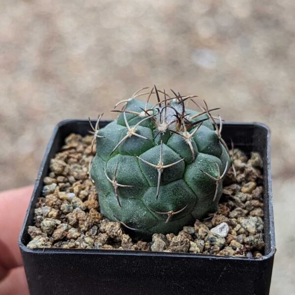 A Turbinicarpus lophophoroides cactus
