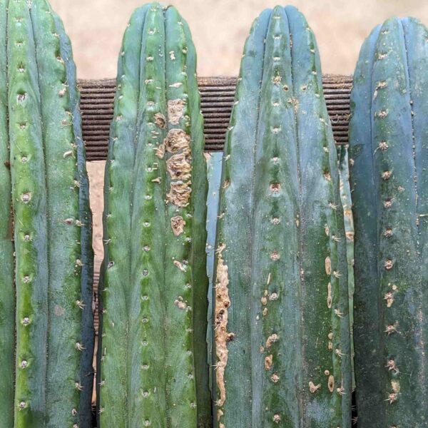 4 large B-grade San Pedro Cuttings