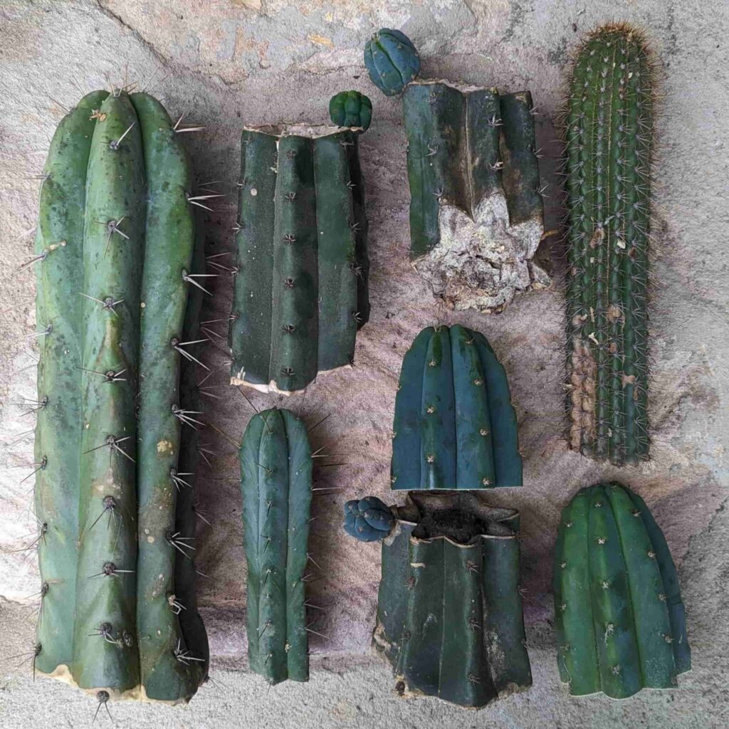 A collection of B-grade cactus cuttings
