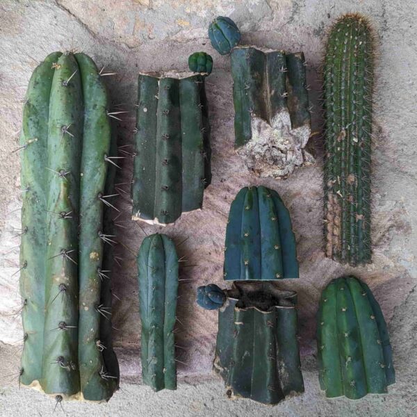 A collection of B-grade cactus cuttings