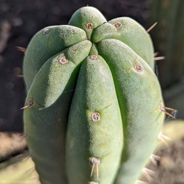 A close up photo of the crown of a Bolivian Torch cactus
