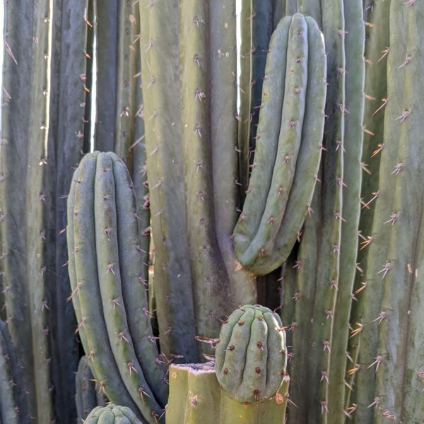 Bolivian Torch (Trichocereus bridgesii) Cactus Cutting - Image 3