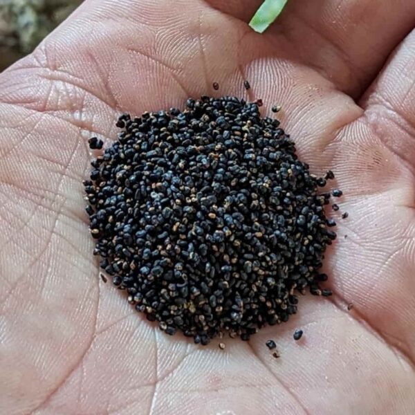 A pile of cactus seeds held in the palm of a persons hand