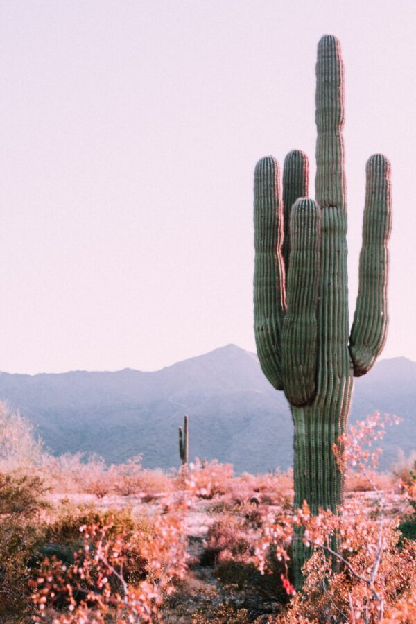 A mature Saguaro cactus in the desert