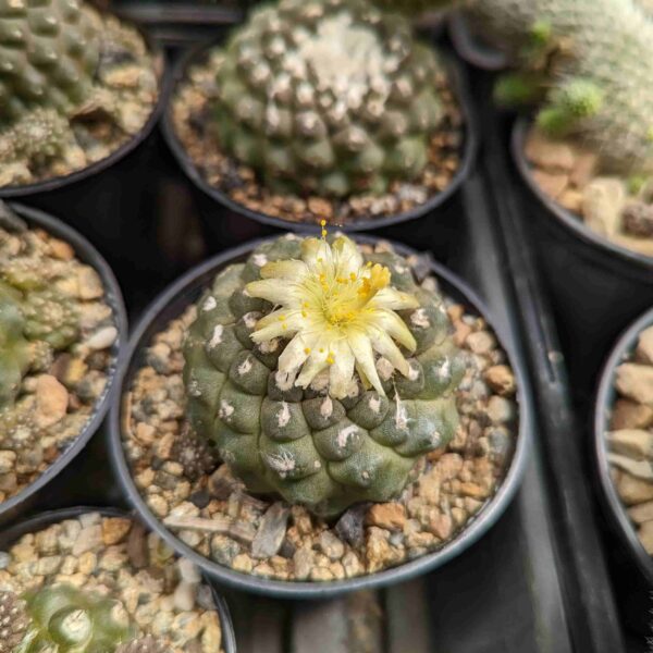 A copiapoa hypogea cactus in flower