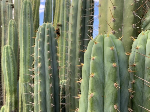 Cuzco (Echinopsis cuzcoensis) Cactus Cutting