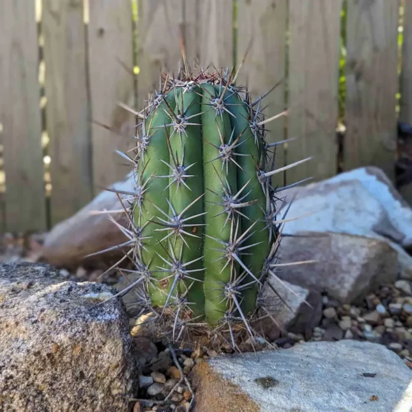 A small cutting of Trichocereus taquimbalensis cactus