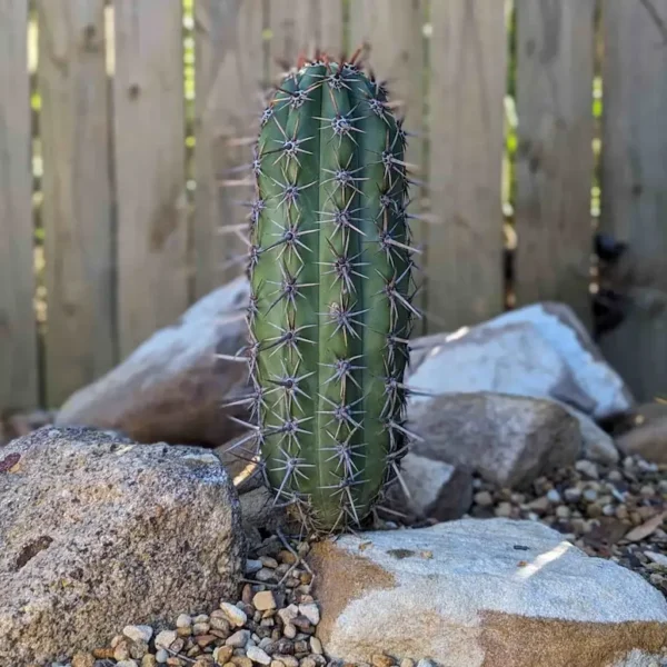 A large cutting of Trichocereus taquimbalensis cactus
