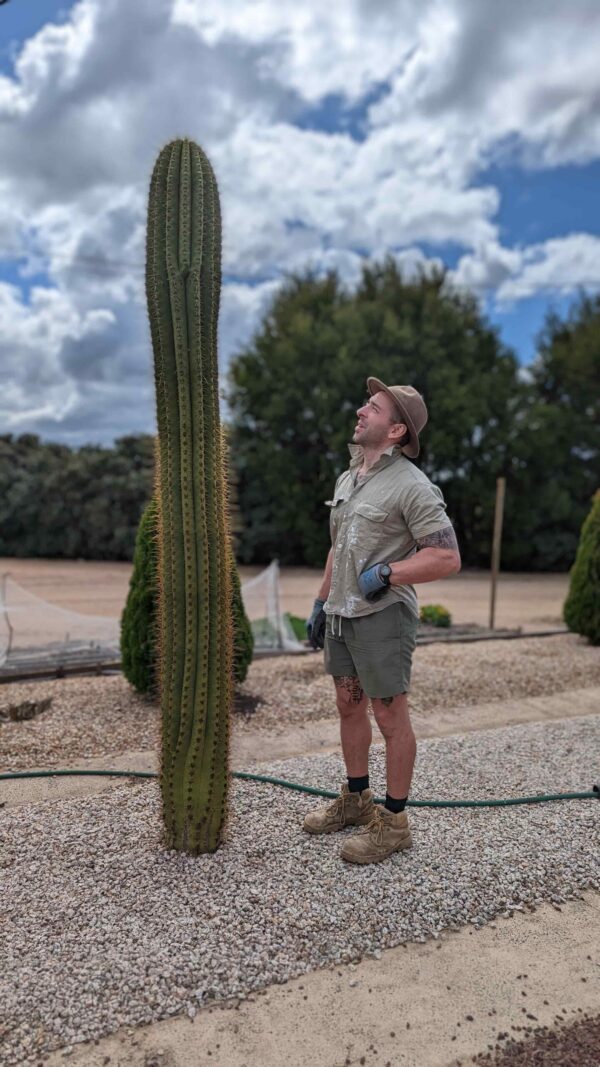 A man standing next to a huge terscheckii cactus