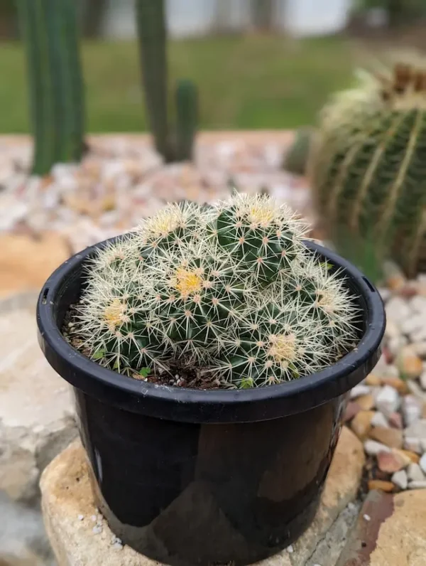 A cluster of golden barrel cacti in a 300mm pot