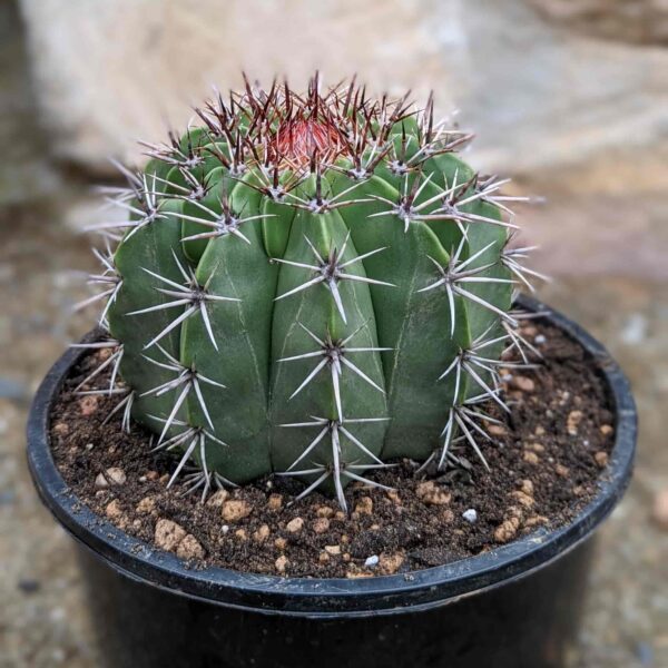 A mature melocactus matanzanus