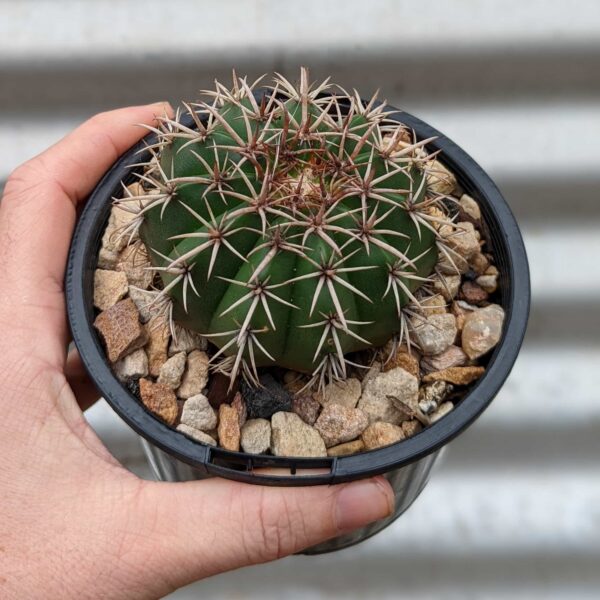 A melocactus matanzanus - top view