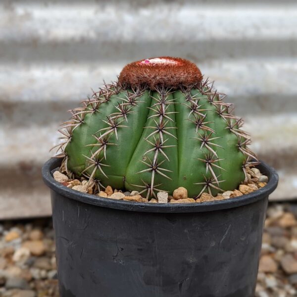 A mature melocactus matanzanus with a cephalium