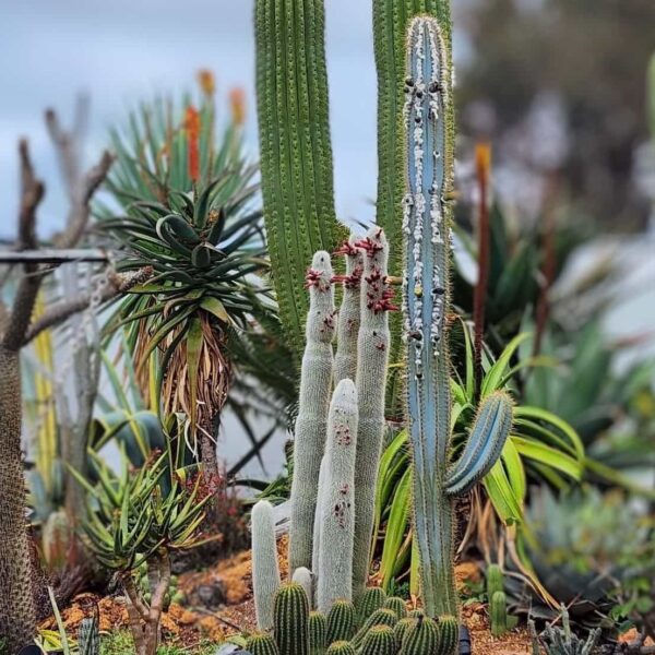Pilosocereus pachycladus (Blue Torch) Cutting - Image 3