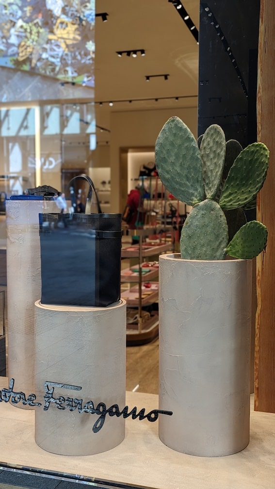 A potted prickly pear cactus in a shop window