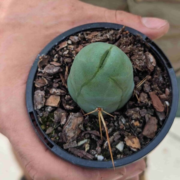 A close up photo of a "penis cactus" (Trichocereus bridgesii monstrose) - top view