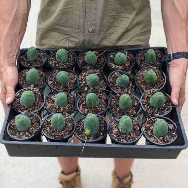 A person holding a tray of "penis cactus" (Trichocereus bridgesii monstrose)