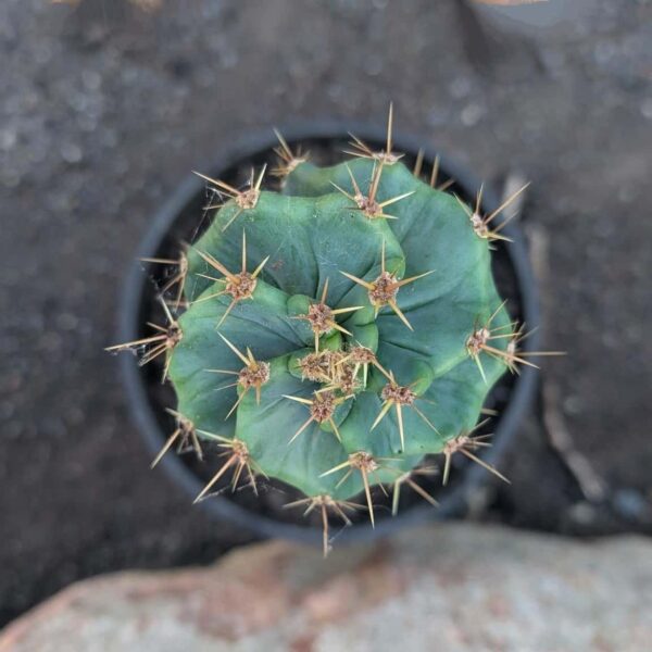 A cactus with a distinct spiral shape - top view