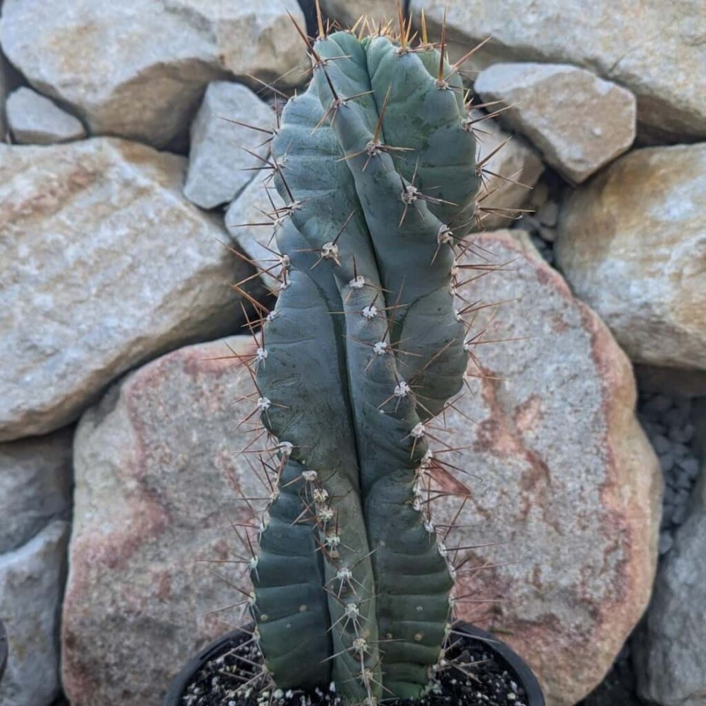 A cactus with a distinct spiral shape