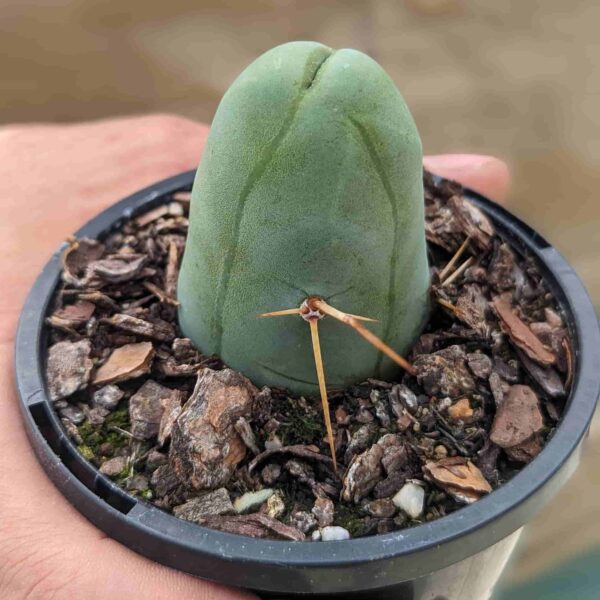 A close up photo of a "penis cactus" (Trichocereus bridgesii monstrose) - side view