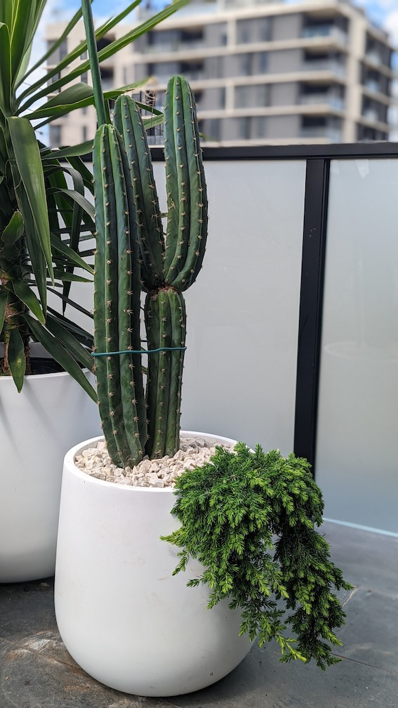 A potted San Pedro Cactus with a nice hanging plant.