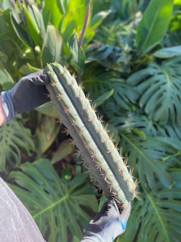 Cuzco (Echinopsis cuzcoensis) Cactus Cutting - Image 3