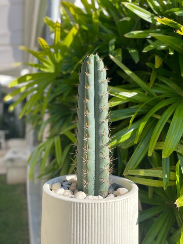Cuzco (Echinopsis cuzcoensis) Cactus Cutting - Image 2