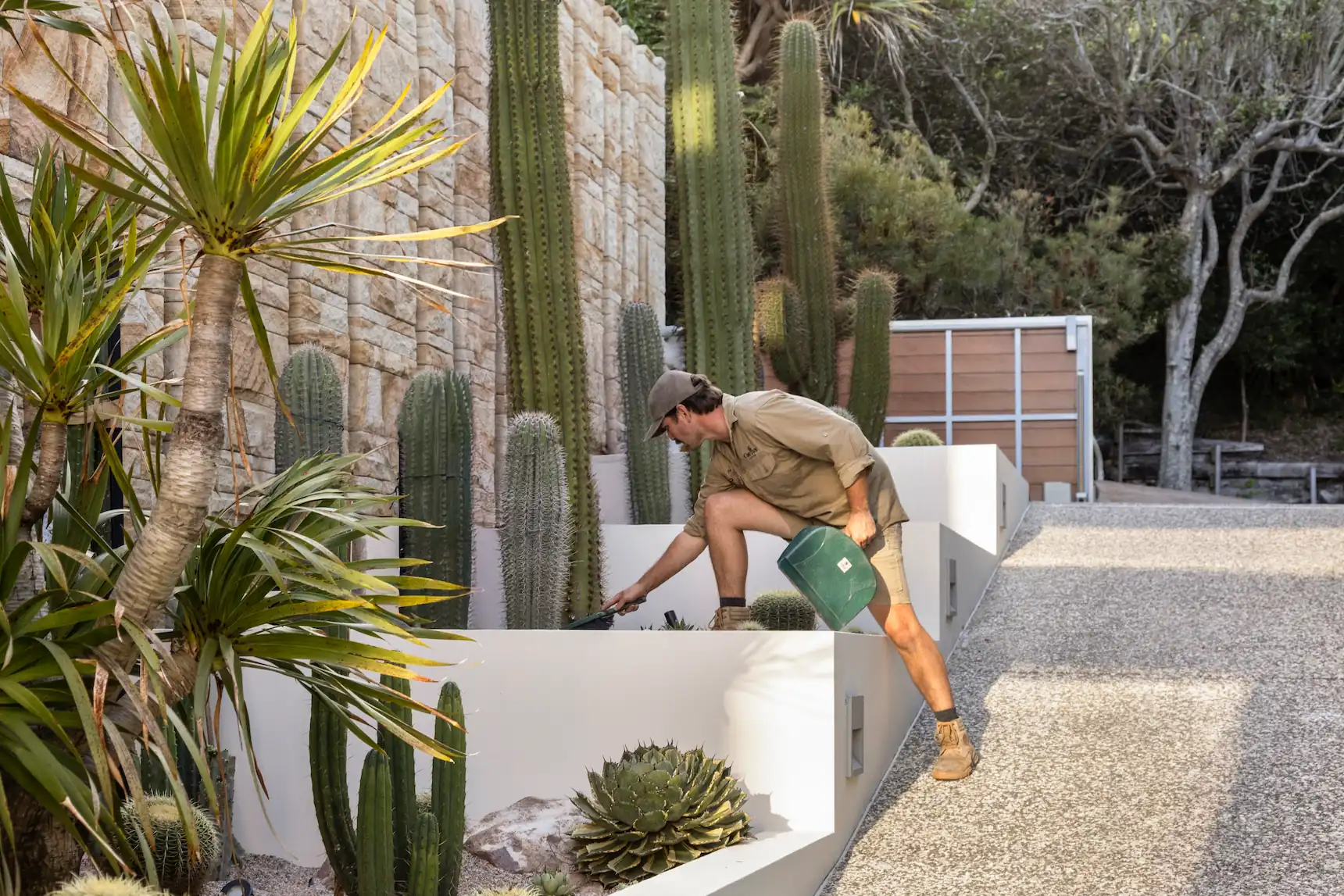 Tim, one of the owners of Cactus Culture, brushing some dirt away from a cactus in an extensive cactus garden